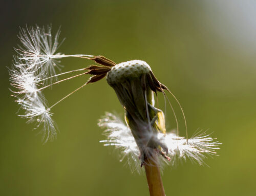 my dandelion seed