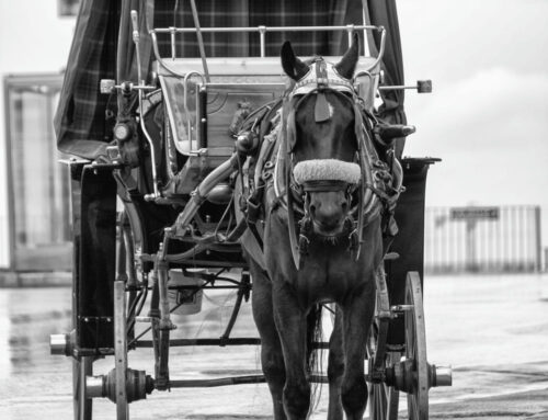 Valletta – Horse-drawn carriage